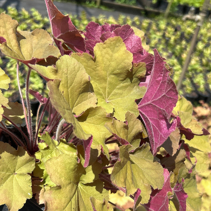 Caramel Coral Bells with apricot and golden green foliage