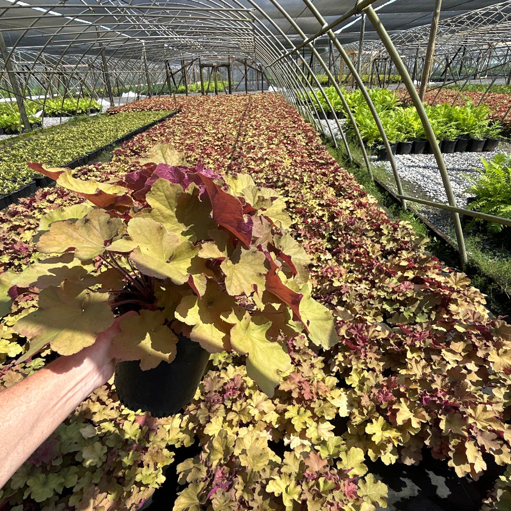 Caramel Coral Bells with apricot and golden green foliage