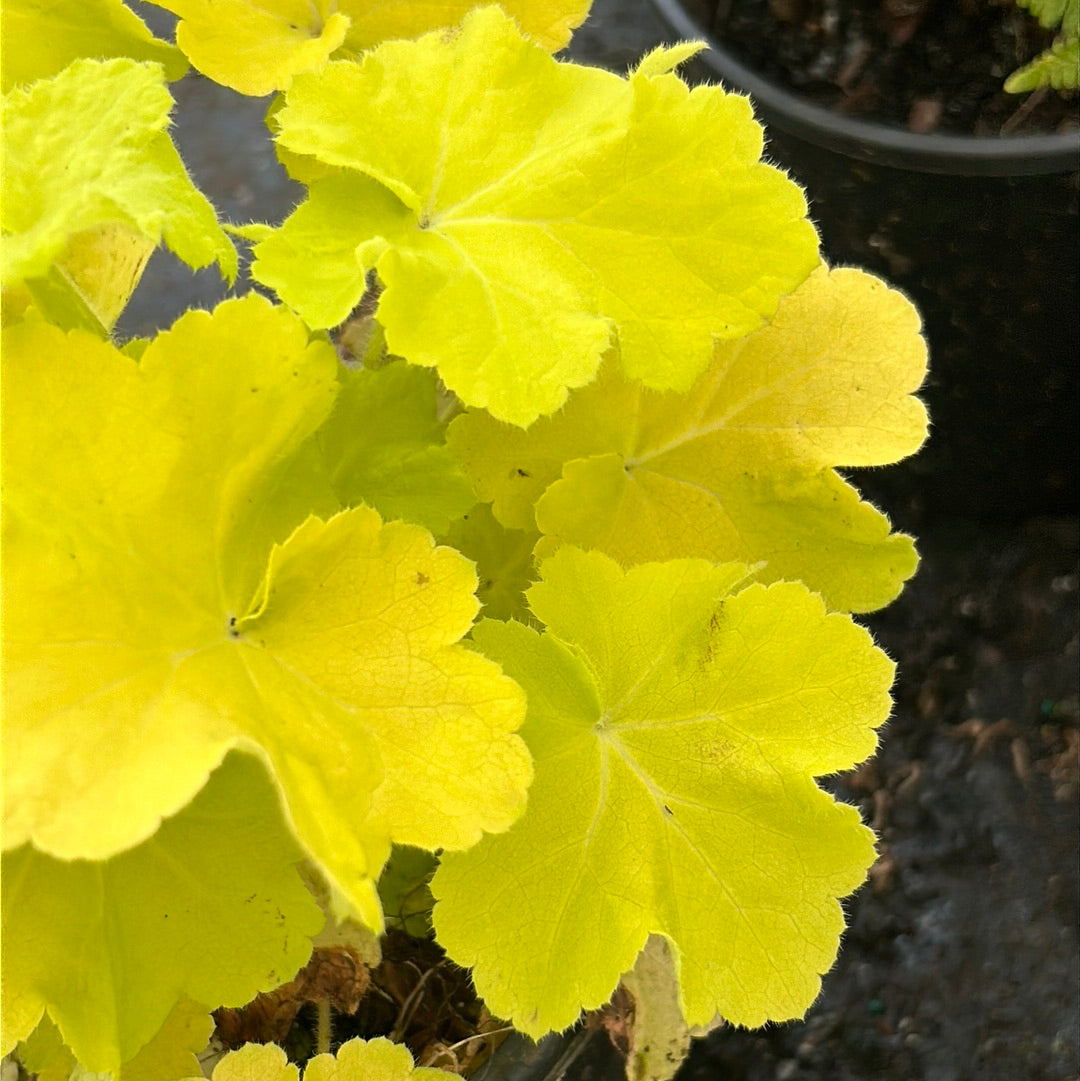 Heuchera Citronelle