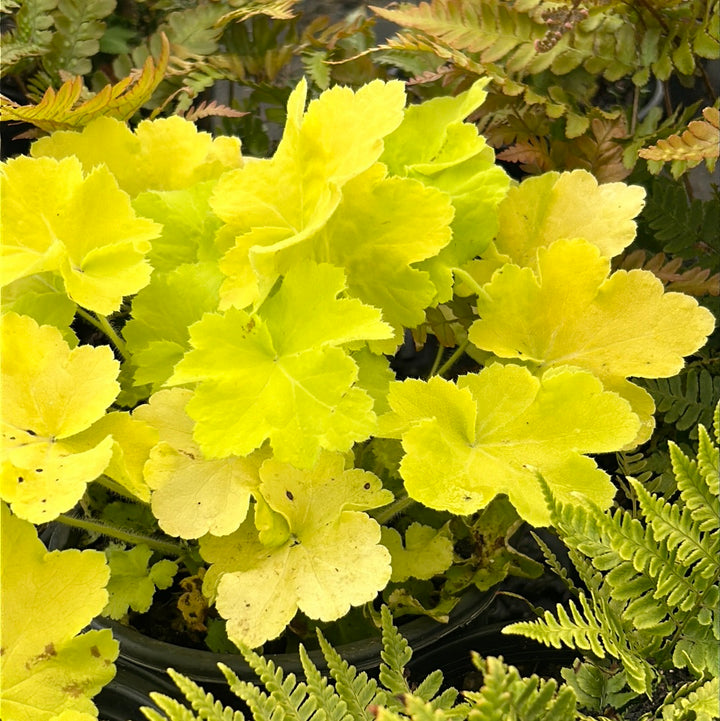 Citronelle Coral Bells with bright citron yellow foliage