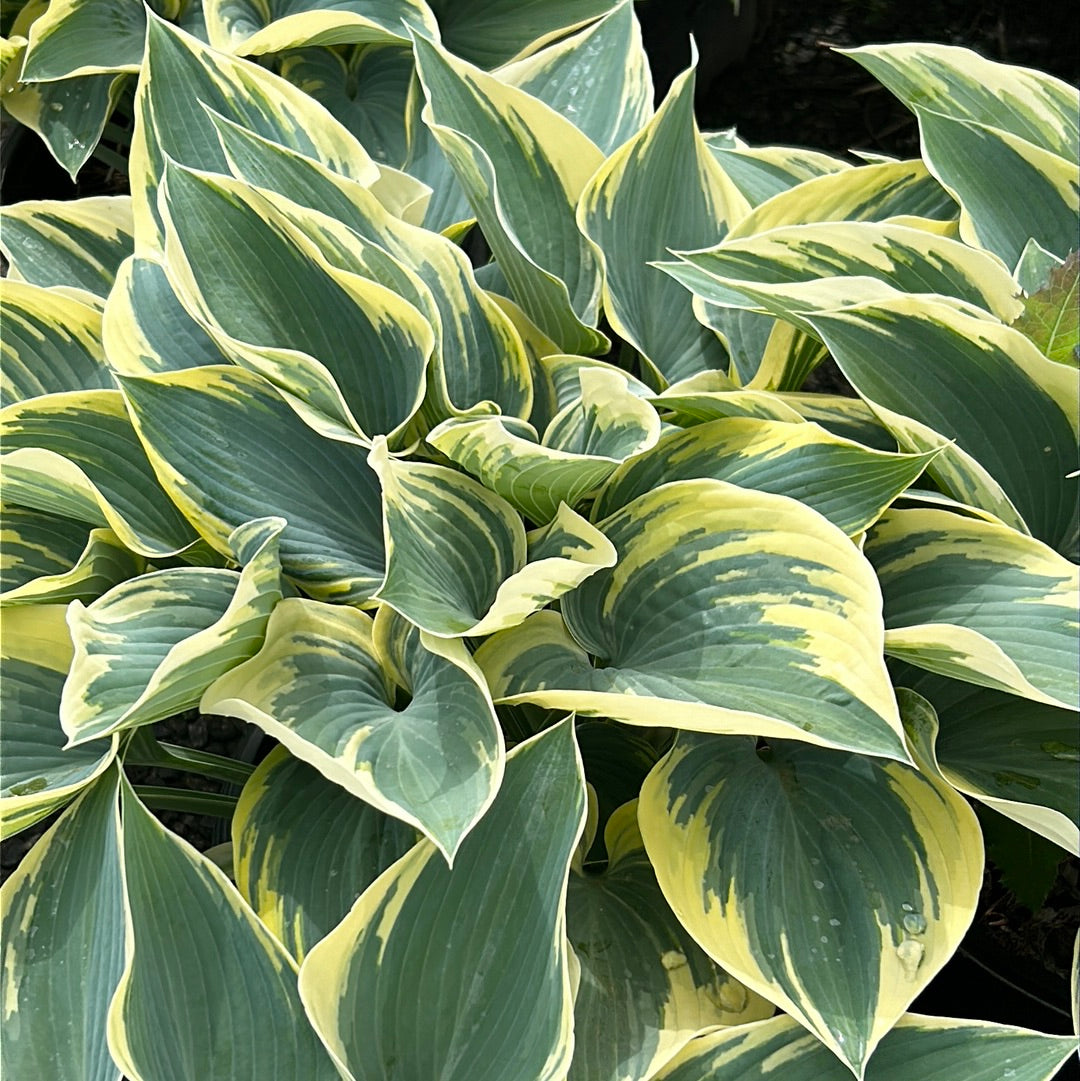 First Frost Hosta with blue green leaves edged in creamy white