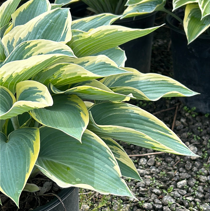 First Frost Hosta with blue green leaves edged in creamy white