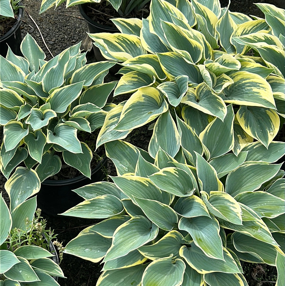 First Frost Hosta with blue green leaves edged in creamy white
