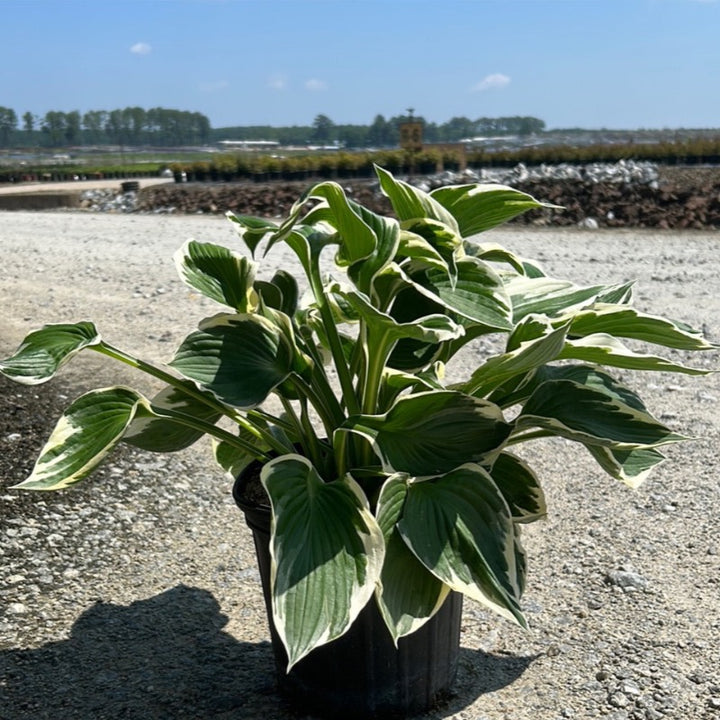 Patriot Hosta with deep green leaves edged in creamy white