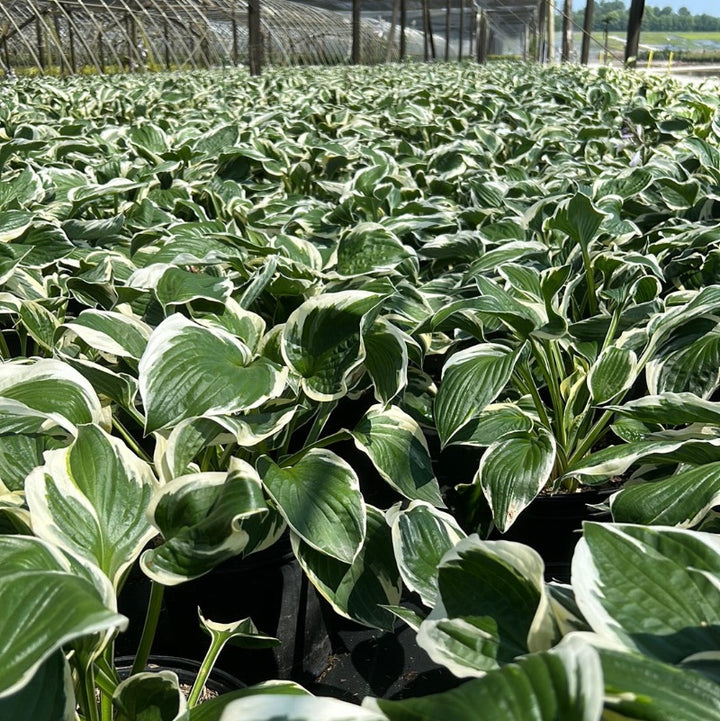 Patriot Hosta with deep green leaves edged in creamy white
