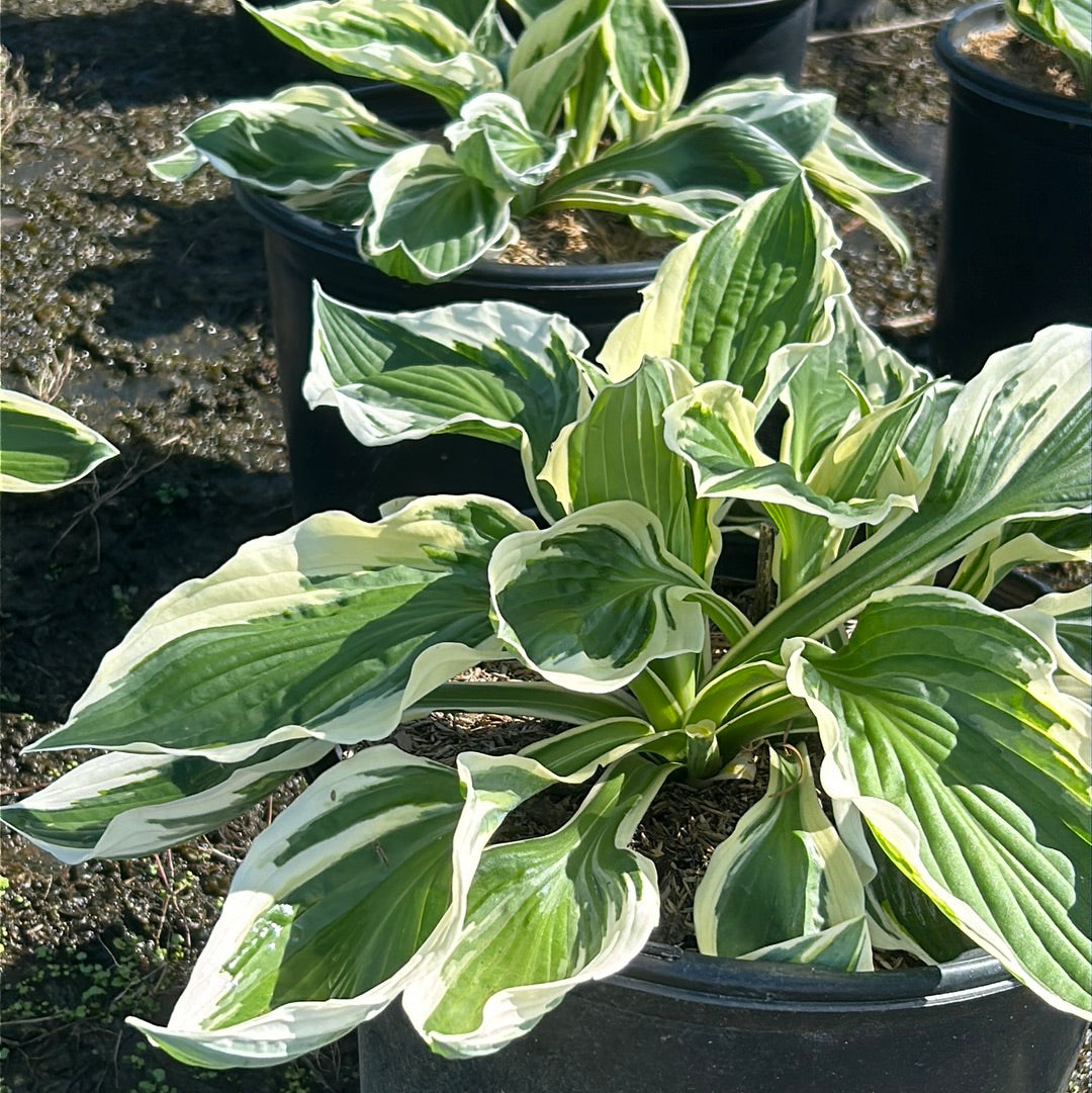 Patriot Hosta with deep green leaves edged in creamy white