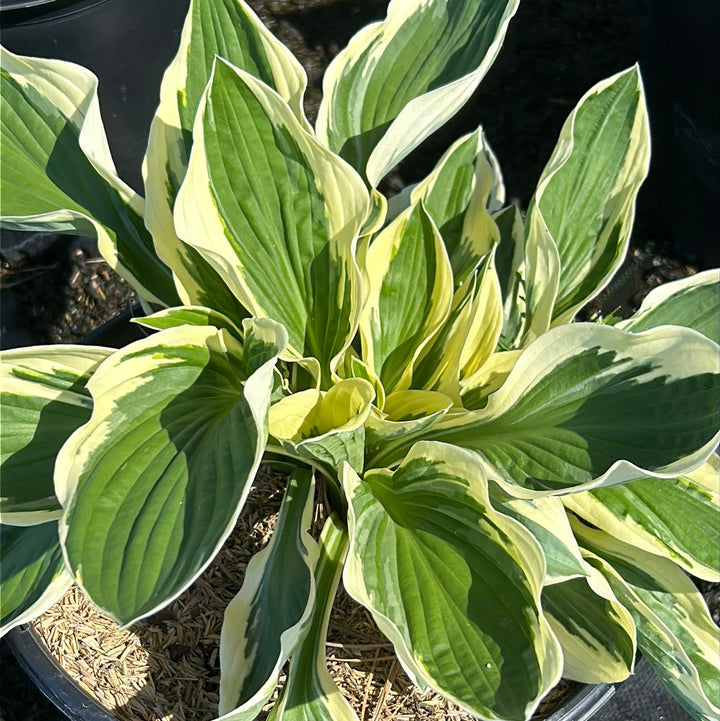 Patriot Hosta with deep green leaves edged in creamy white