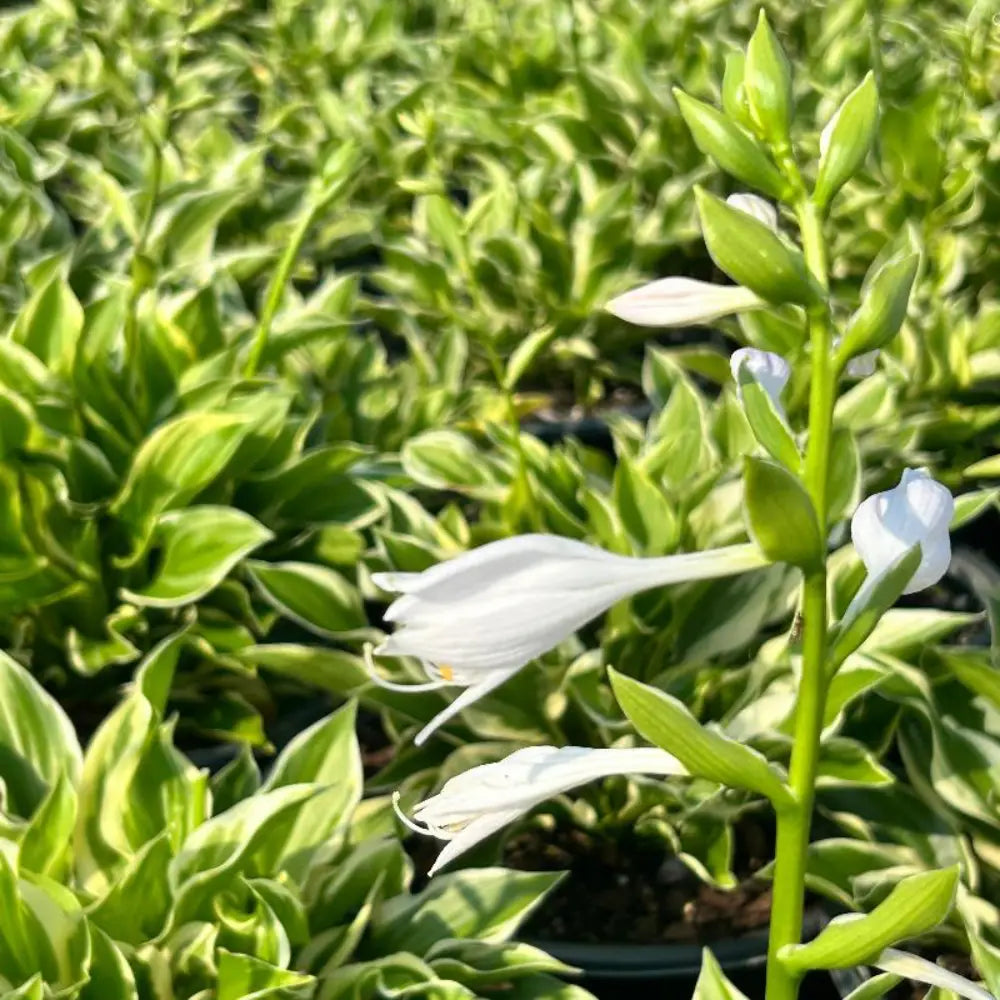 Sun Power Hosta with large upright golden leaves