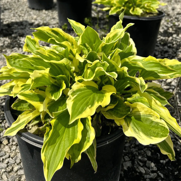 hosta house plant Hosta Sun