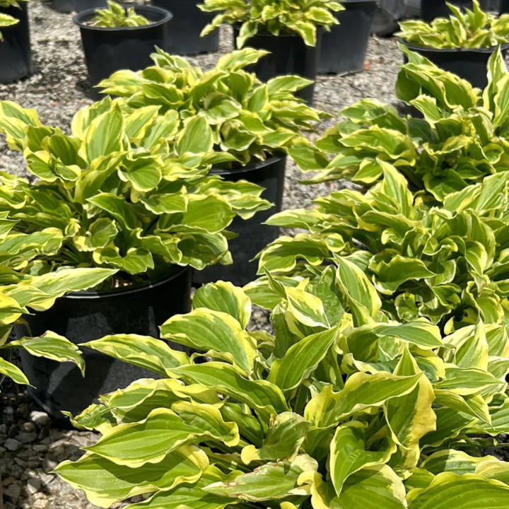 Sun Power Hosta with large upright golden leaves