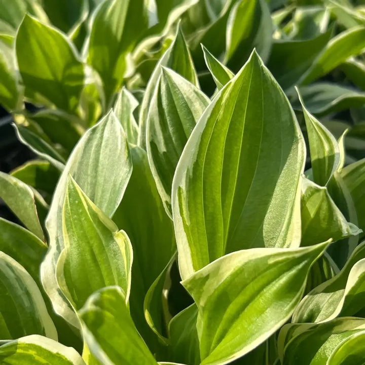 Sun Power Hosta with large upright golden leaves