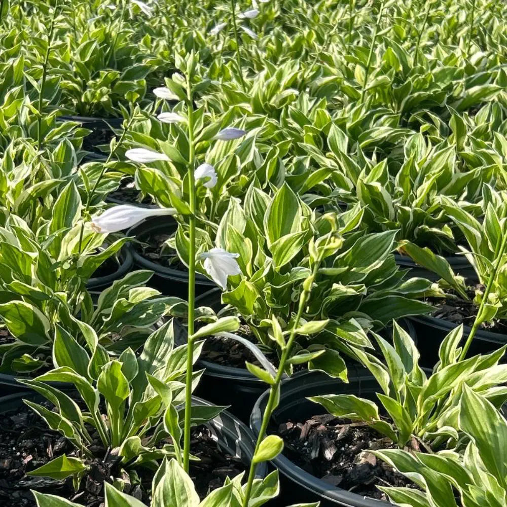 Sun Power Hosta with large upright golden leaves