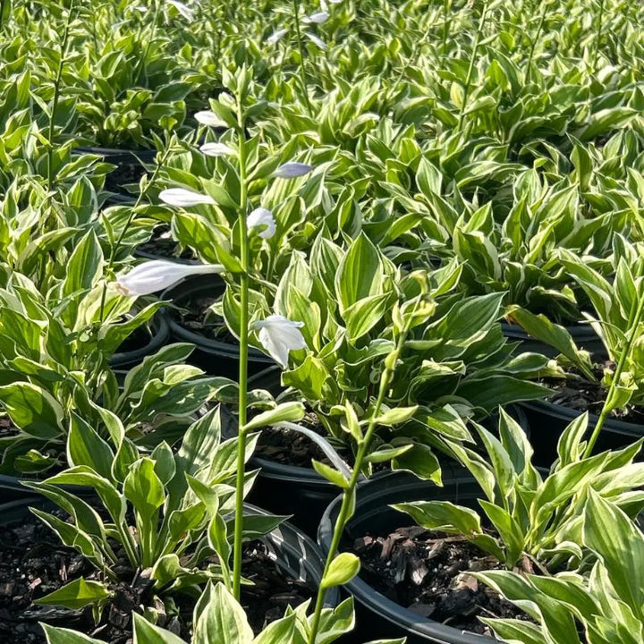 Sun Power Hosta with large upright golden leaves