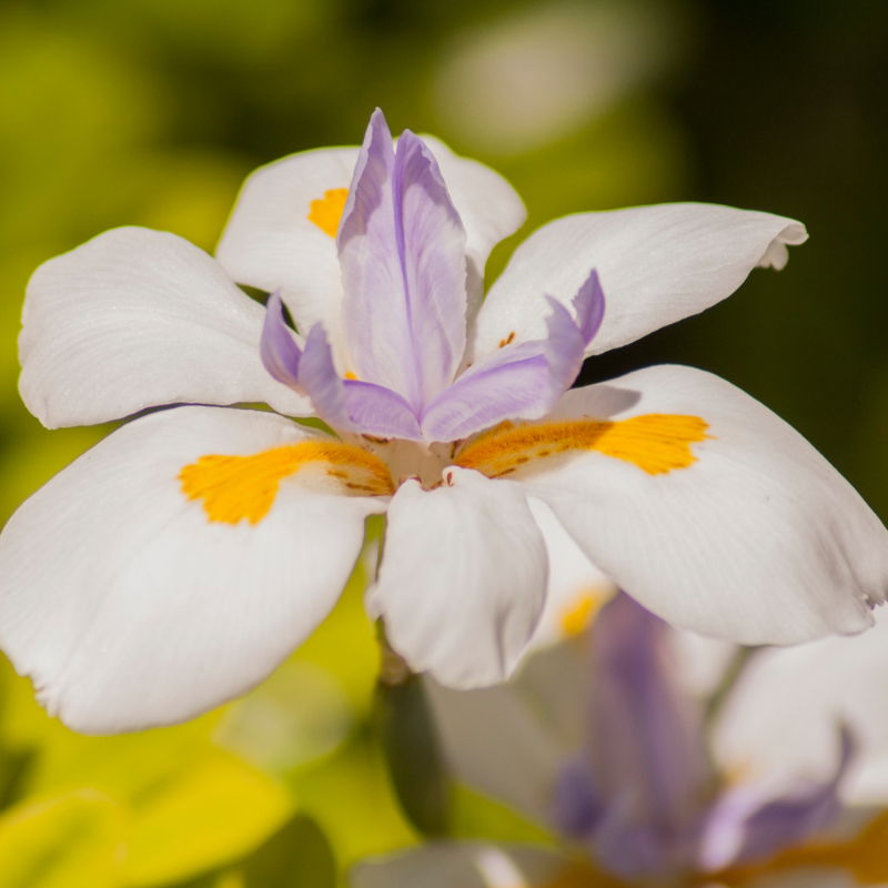 butterfly iris plant Iris African Butterfly