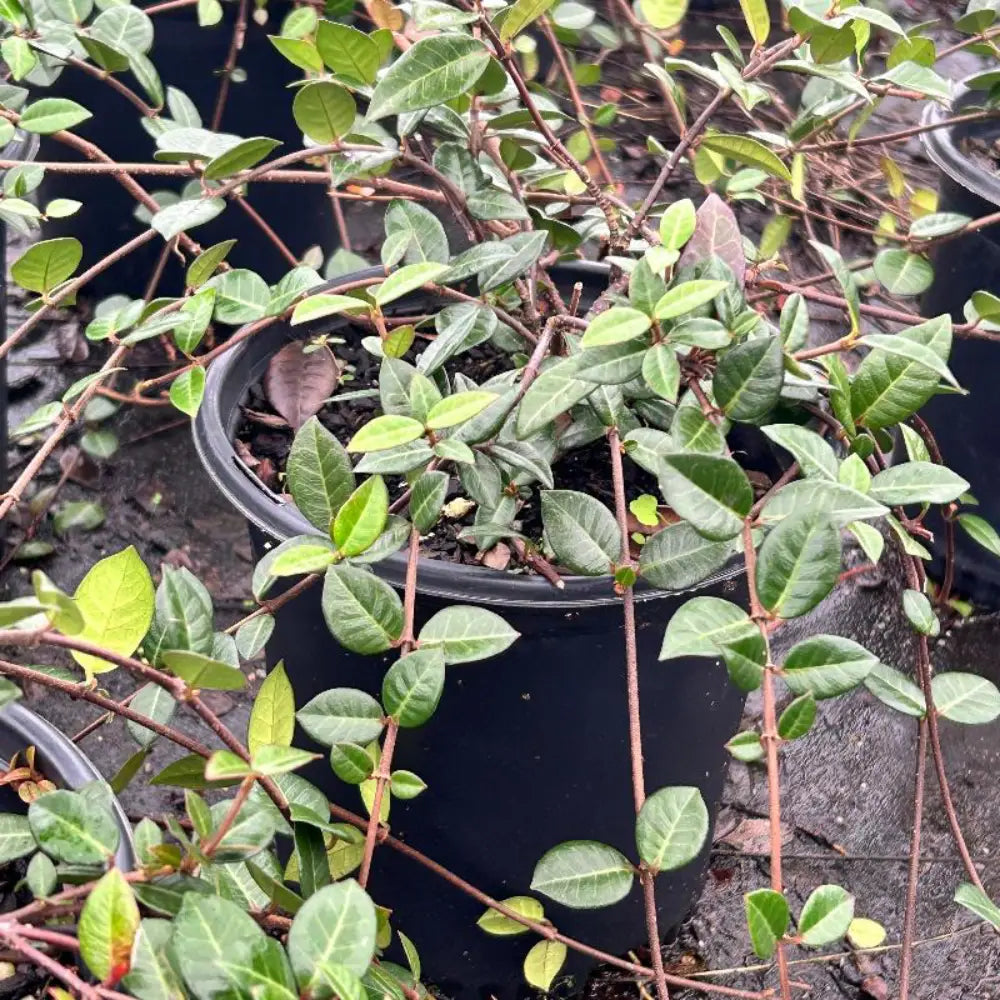Asiatic Jasmine with glossy green groundcover foliage and white flowers