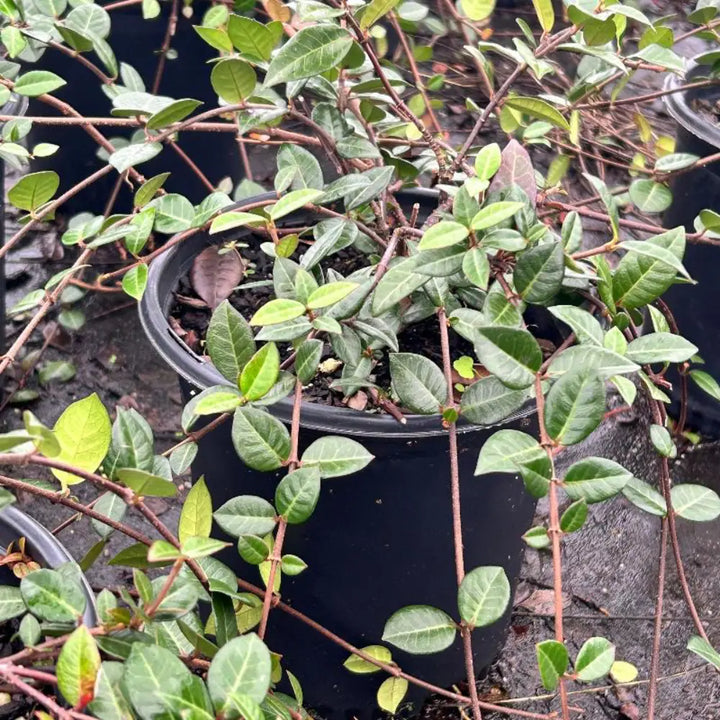Asiatic Jasmine with glossy green groundcover foliage and white flowers