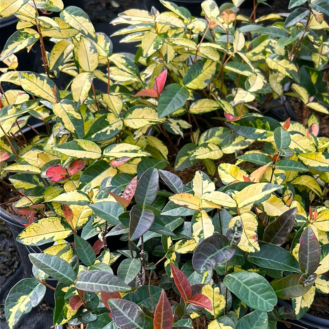 Ogon Nishiki Asiatic Jasmine with amber yellow red and green foliage