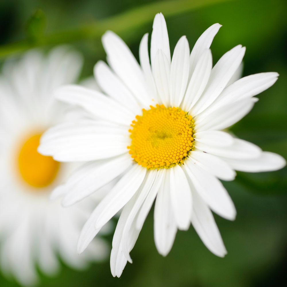 Becky Shasta Daisy with large white flowers and yellow centers