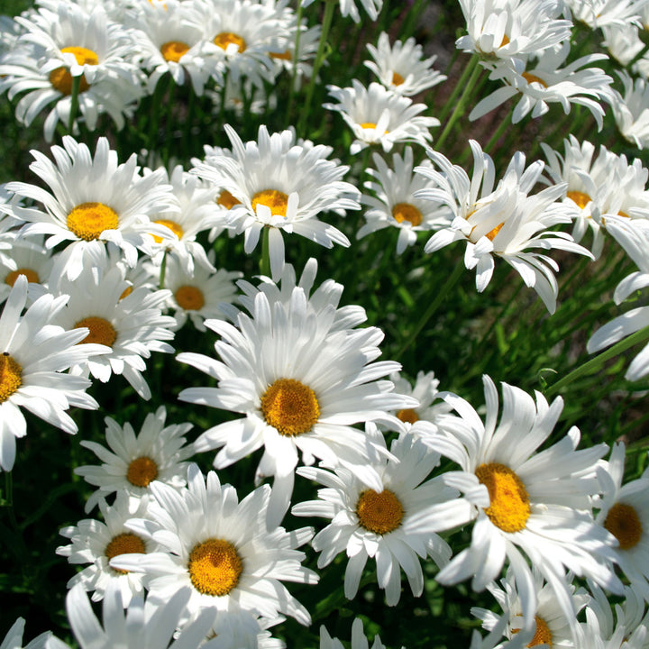 Becky Shasta Daisy with large white flowers and yellow centers