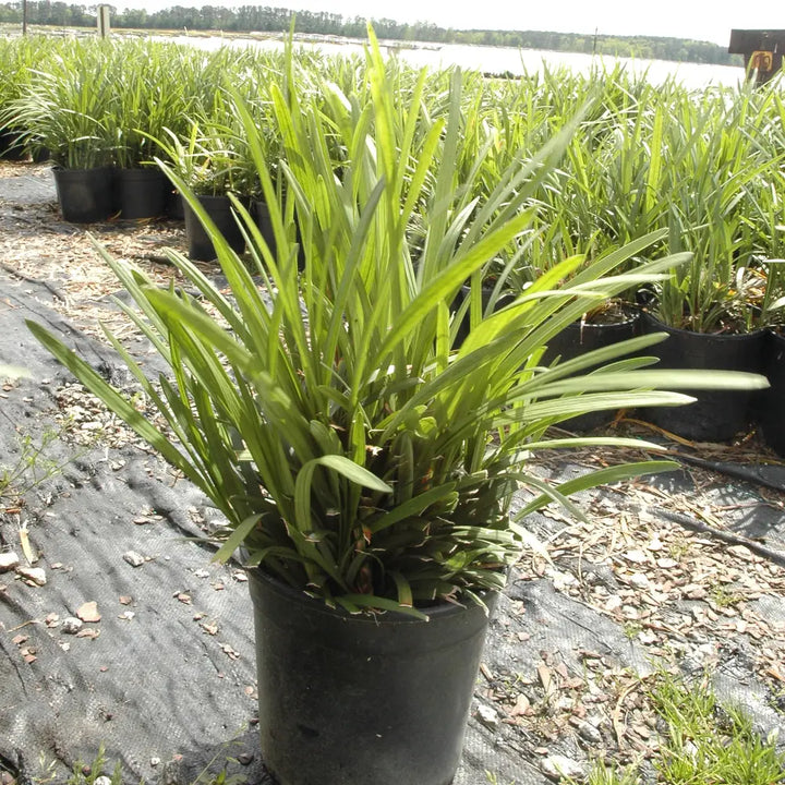Big Blue Liriope with arching green foliage and pale blue flowers