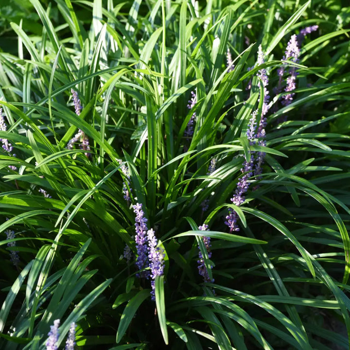 Big Blue Liriope with arching green foliage and pale blue flowers