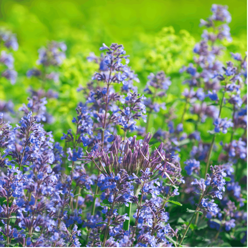 Junior Walker Catmint with lavender flowers and gray green foliage