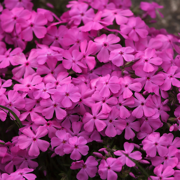 Emerald Pink Creeping Phlox covered with bright pink flowers