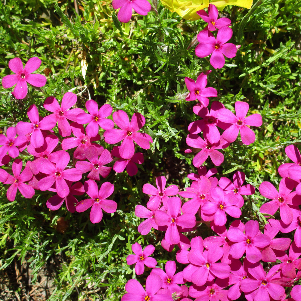 Emerald Pink Creeping Phlox covered with bright pink flowers