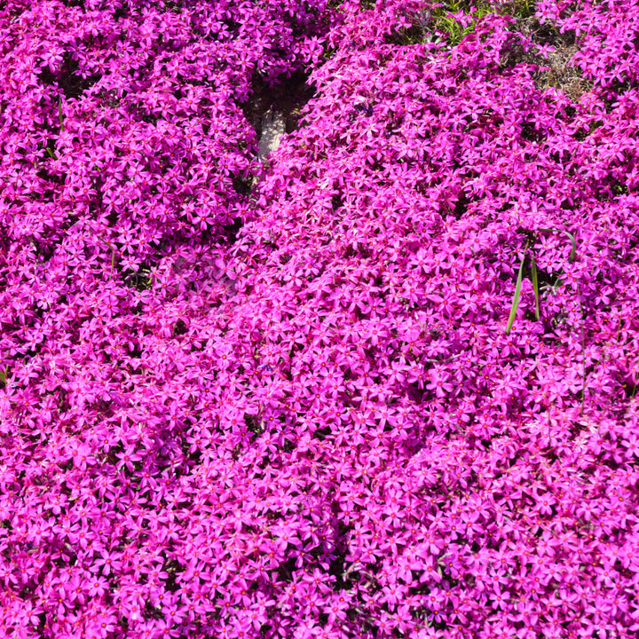 Emerald Pink Creeping Phlox covered with bright pink flowers