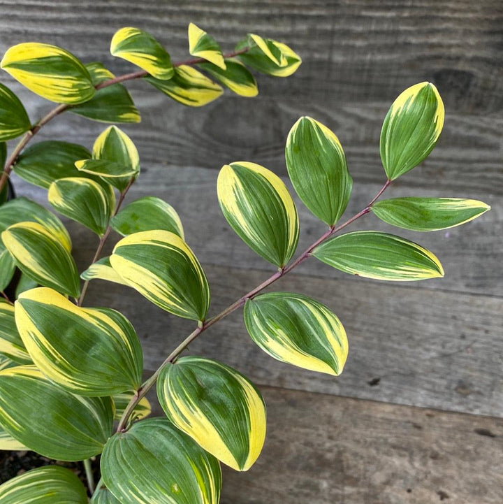 Variegated Solomon&