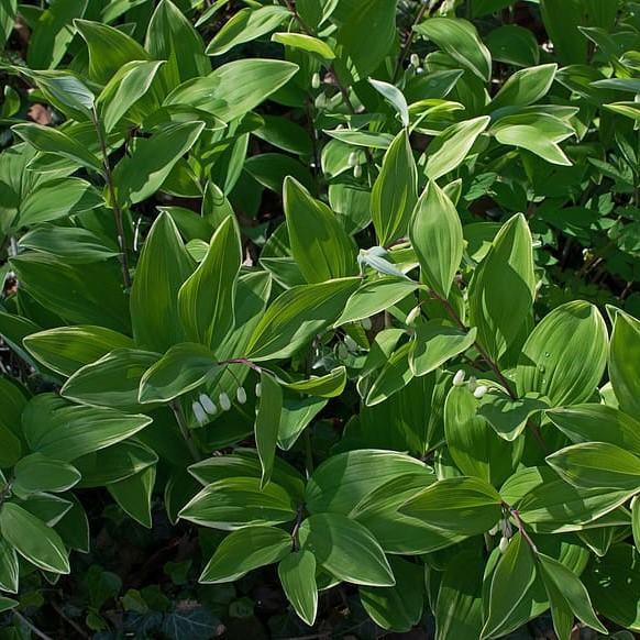 Variegated Solomon&