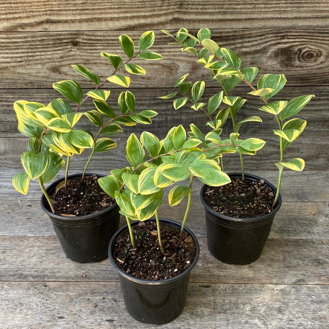 Variegated Solomon&