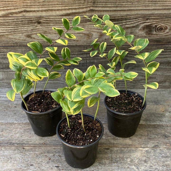 Variegated Solomon&