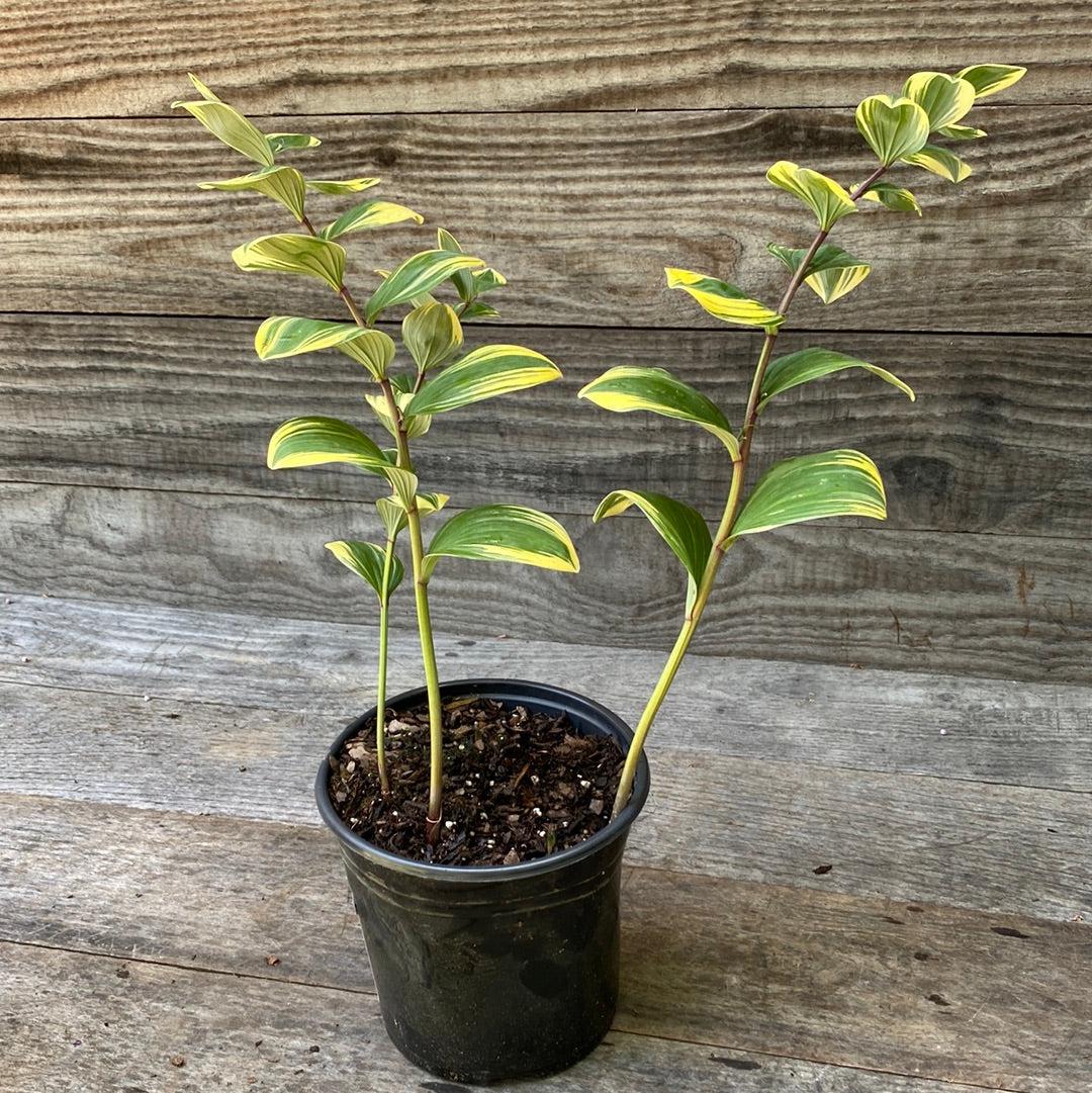 Variegated Solomon&