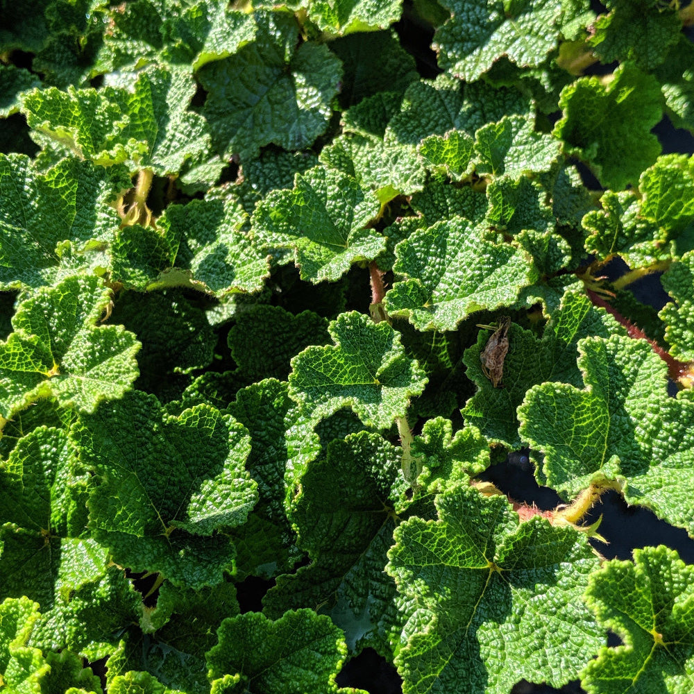 Creeping Raspberry with evergreen foliage and edible red berries