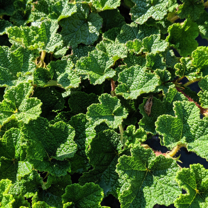 Creeping Raspberry with evergreen foliage and edible red berries