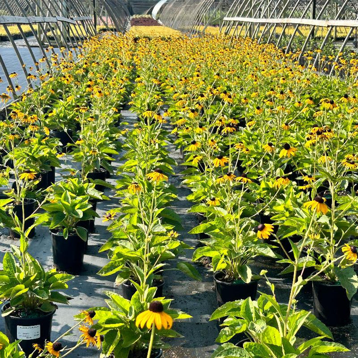 Goldsturm Black Eyed Susan with golden flowers and dark centers