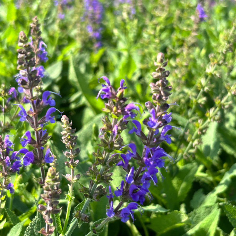 May Night Salvia with tall dark violet flower spikes