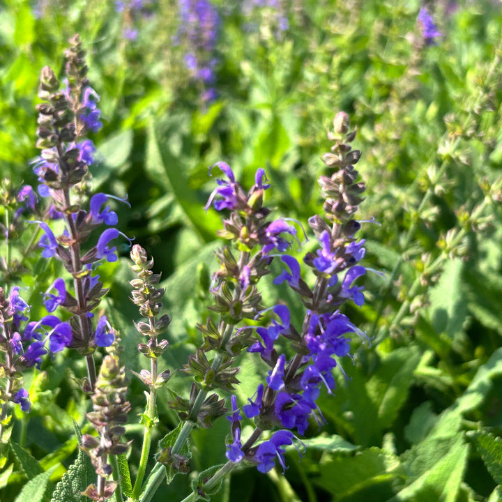 May Night Salvia with tall dark violet flower spikes