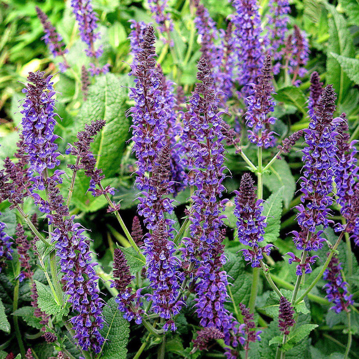 May Night Salvia with tall dark violet flower spikes