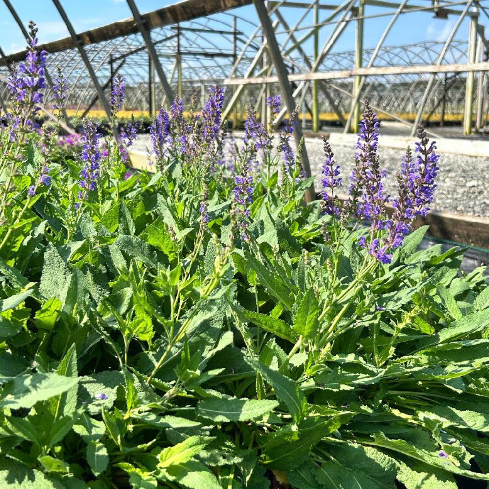 May Night Salvia with tall dark violet flower spikes