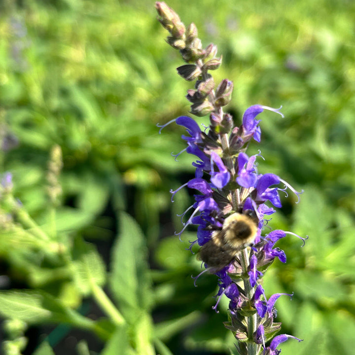 May Night Salvia with tall dark violet flower spikes