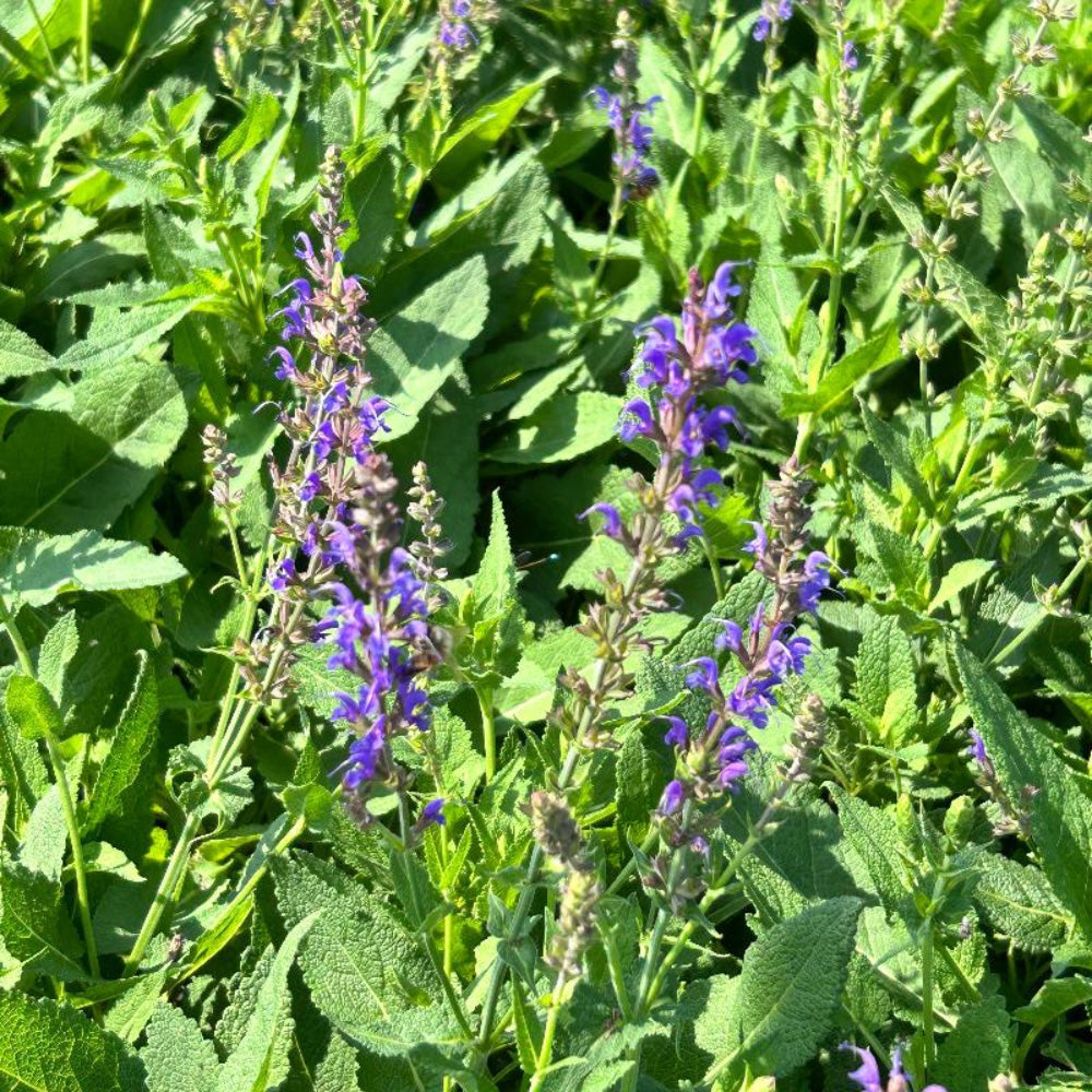 May Night Salvia with tall dark violet flower spikes