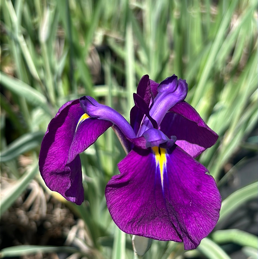 Silverband Japanese Iris with silver striped foliage and violet flowers