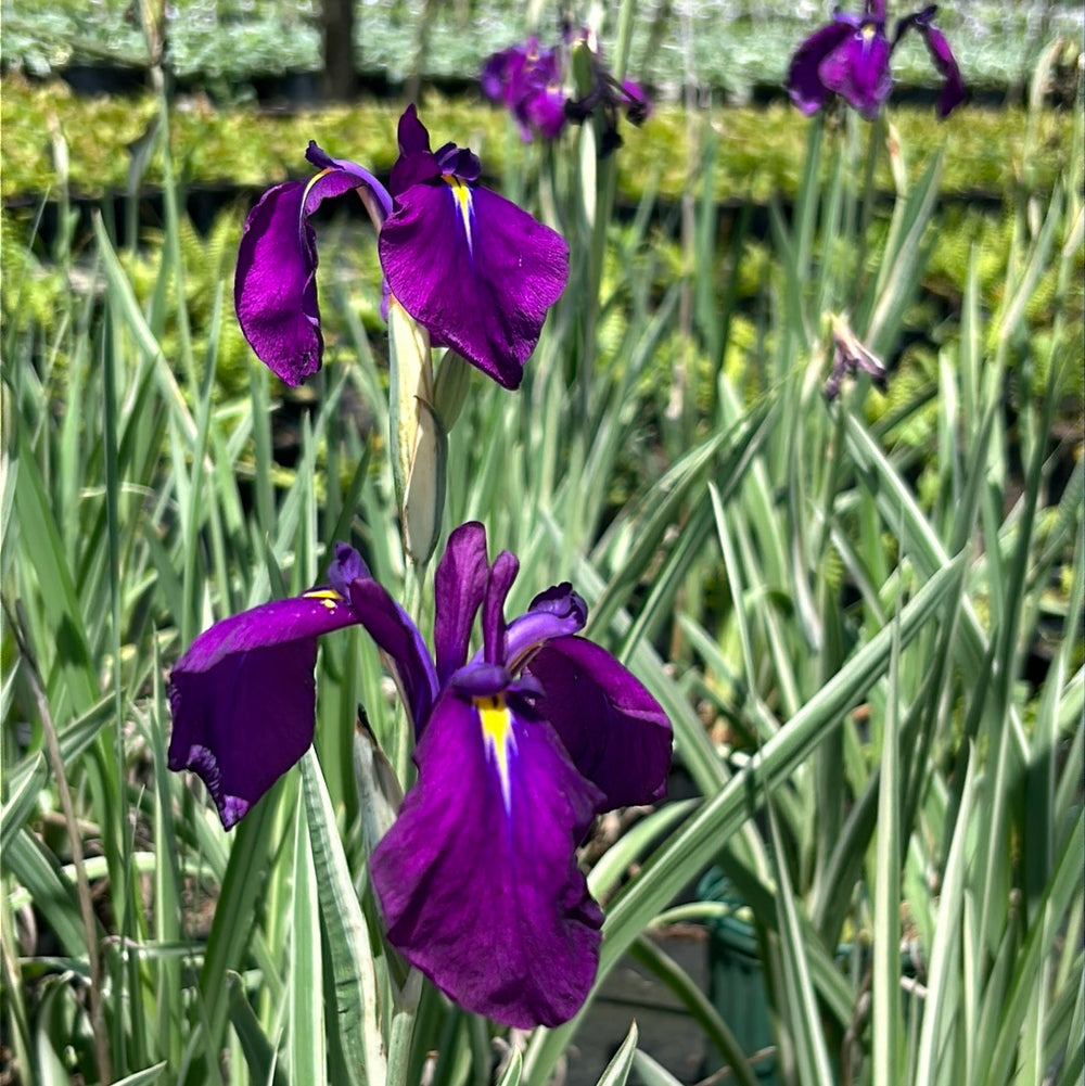 Silverband Japanese Iris with silver striped foliage and violet flowers