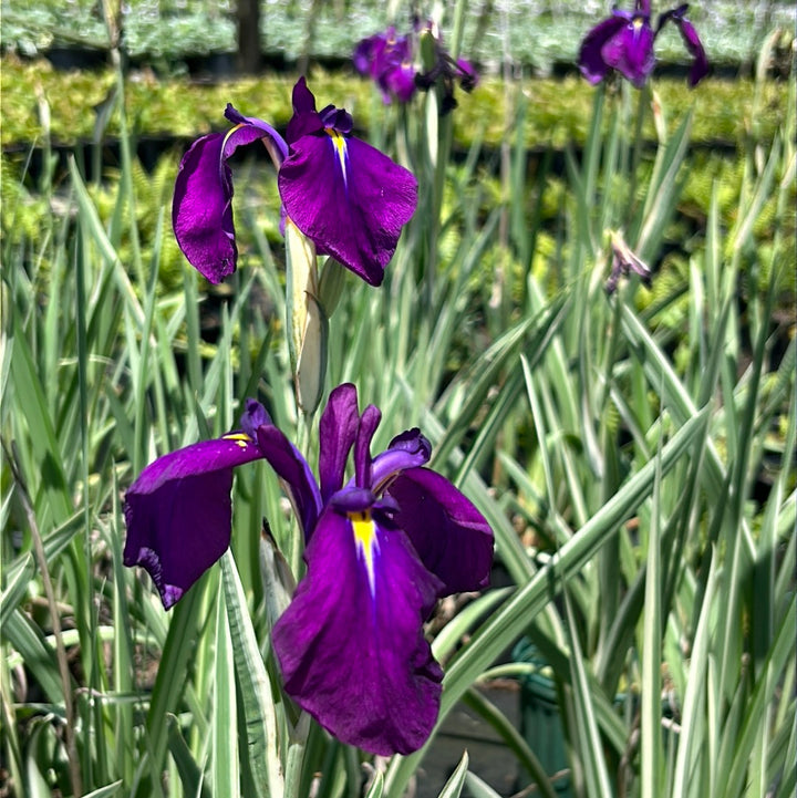 Silverband Japanese Iris with silver striped foliage and violet flowers