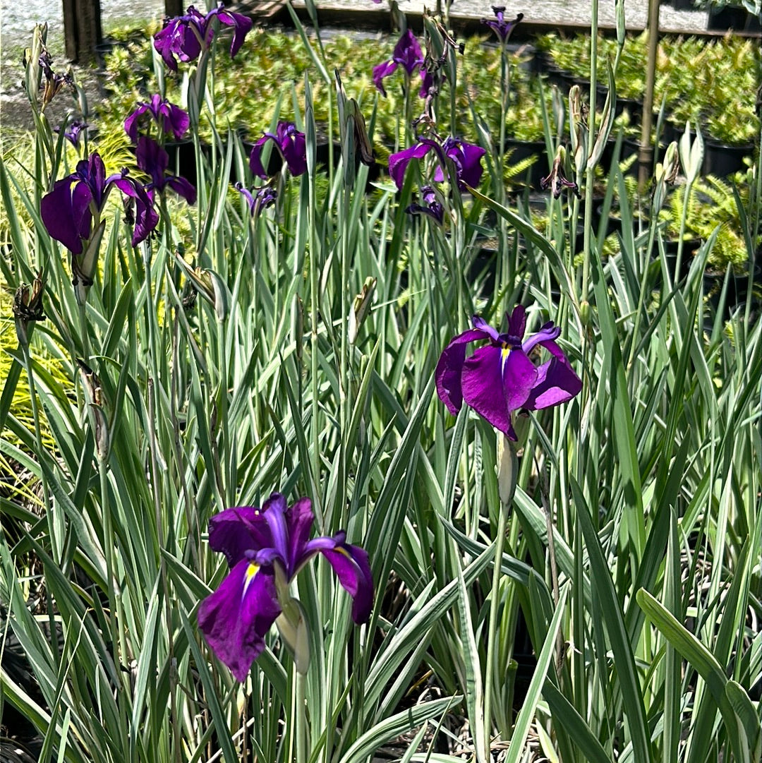 Silverband Japanese Iris with silver striped foliage and violet flowers