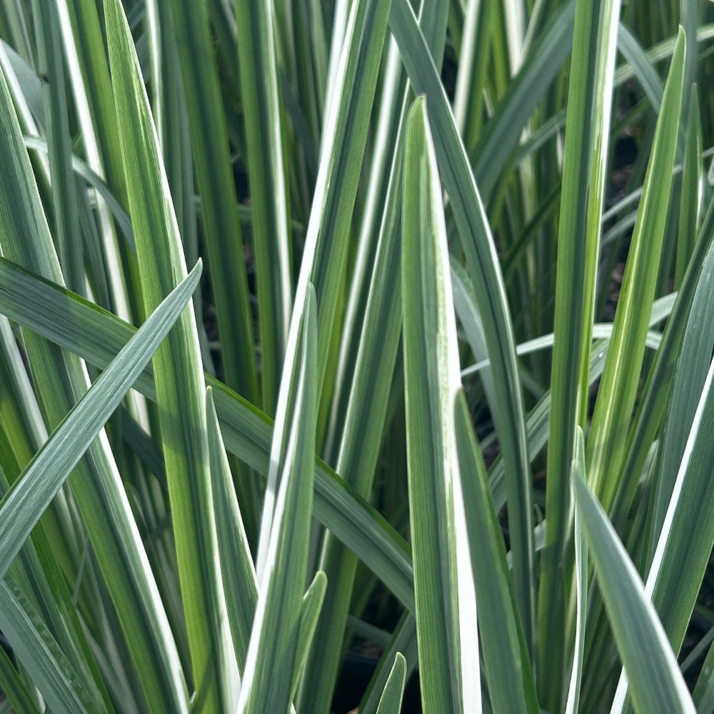 Silverband Japanese Iris with silver striped foliage and violet flowers
