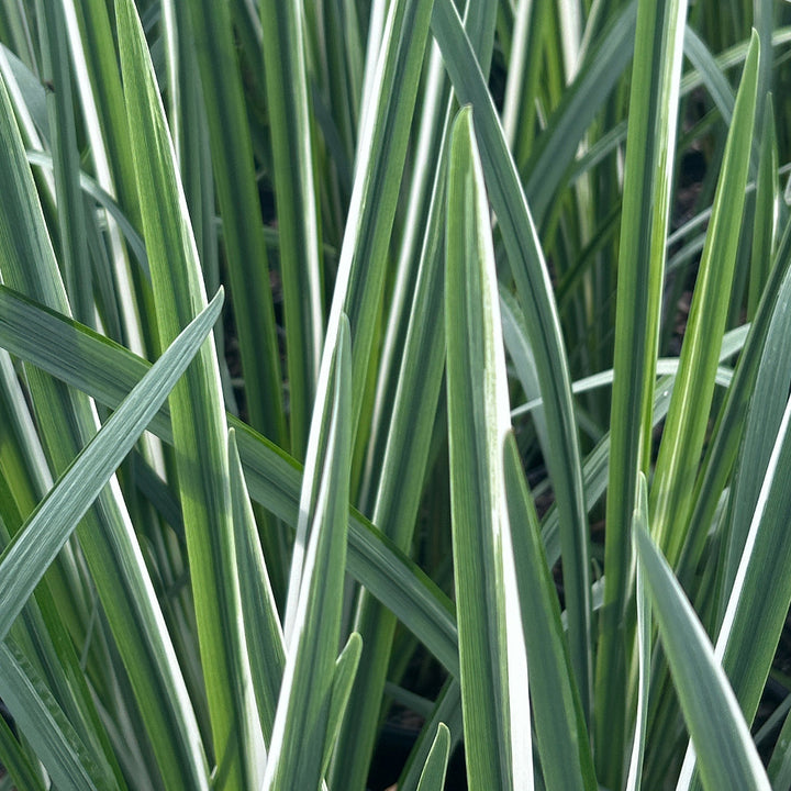 Silverband Japanese Iris with silver striped foliage and violet flowers