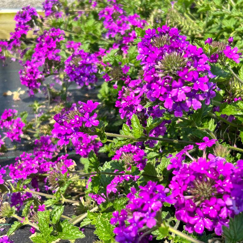 Homestead Purple Verbena with bright purple flower clusters